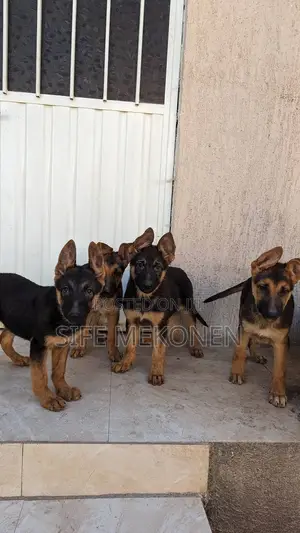 Photo - 1-3 months Male Purebred German Shepherd