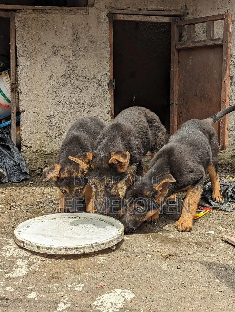 1-3 months Male Purebred German Shepherd