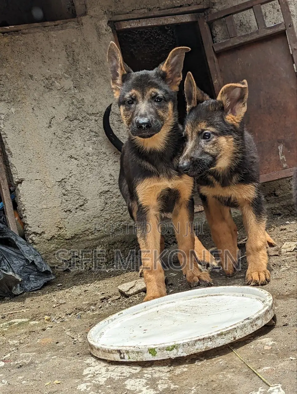 1-3 months Male Purebred German Shepherd