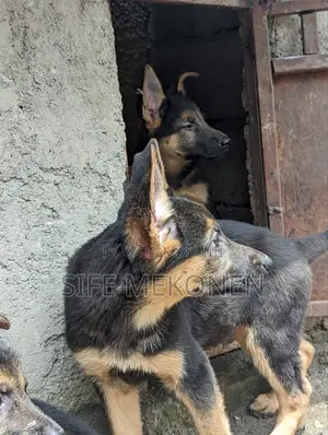 1-3 months Male Purebred German Shepherd