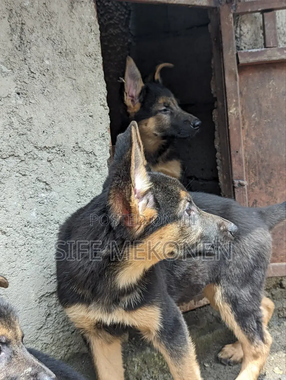 1-3 months Male Purebred German Shepherd