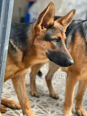 1-3 months Male Purebred German Shepherd