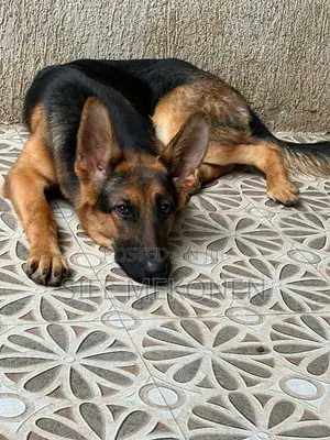 Photo - 1-3 months Male Purebred German Shepherd