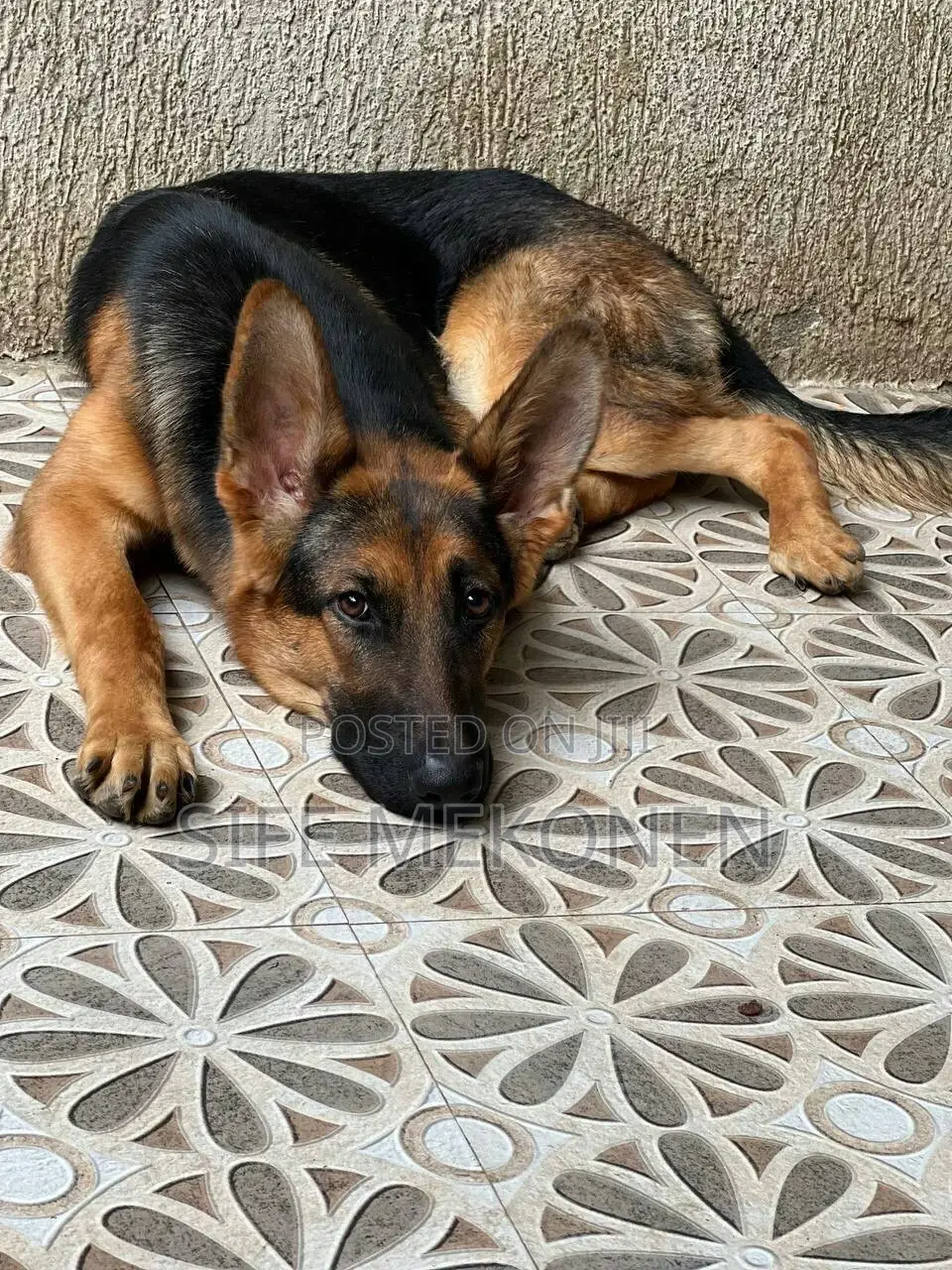 1-3 months Male Purebred German Shepherd