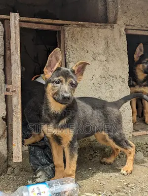 Photo - 1-3 months Male Purebred German Shepherd