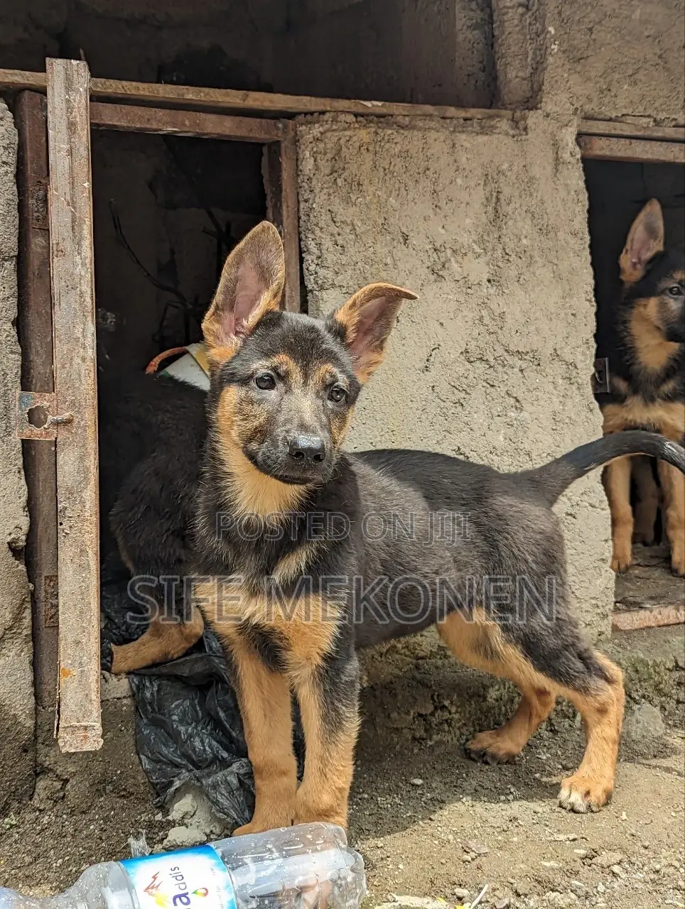 1-3 months Male Purebred German Shepherd