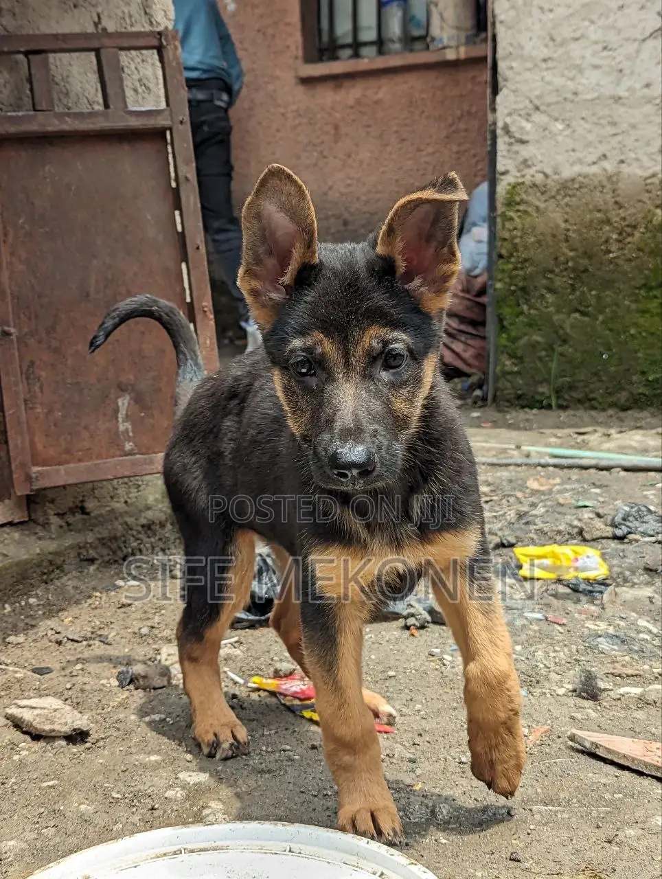 1-3 months Male Purebred German Shepherd