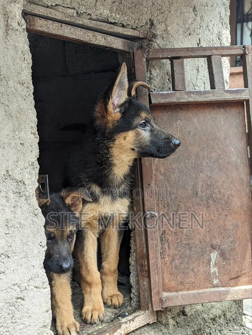 1-3 months Male Purebred German Shepherd