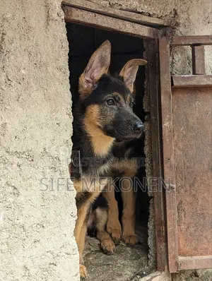1-3 months Male Purebred German Shepherd