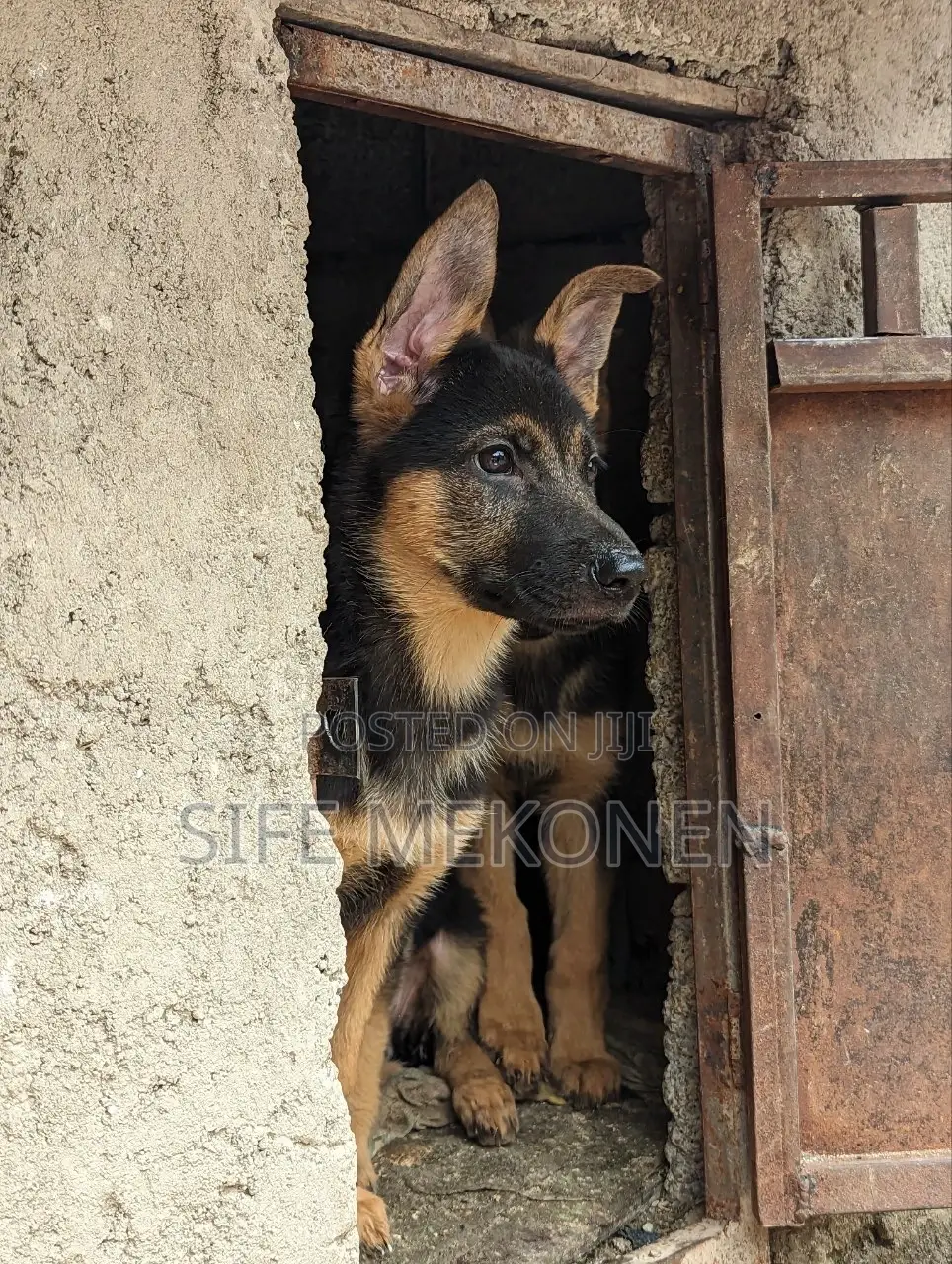 1-3 months Male Purebred German Shepherd
