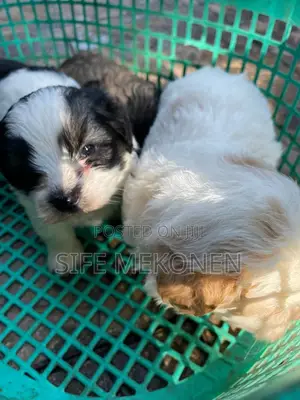 1-3 months Male Purebred Maltese