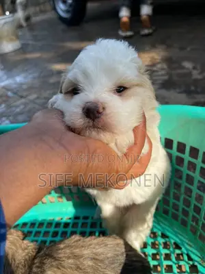 Photo - 1-3 months Male Purebred Maltese