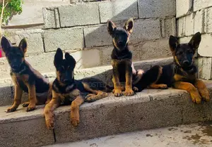 Photo - 1-3 months Male Purebred German Shepherd