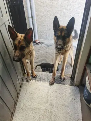 1-3 months Male Purebred German Shepherd