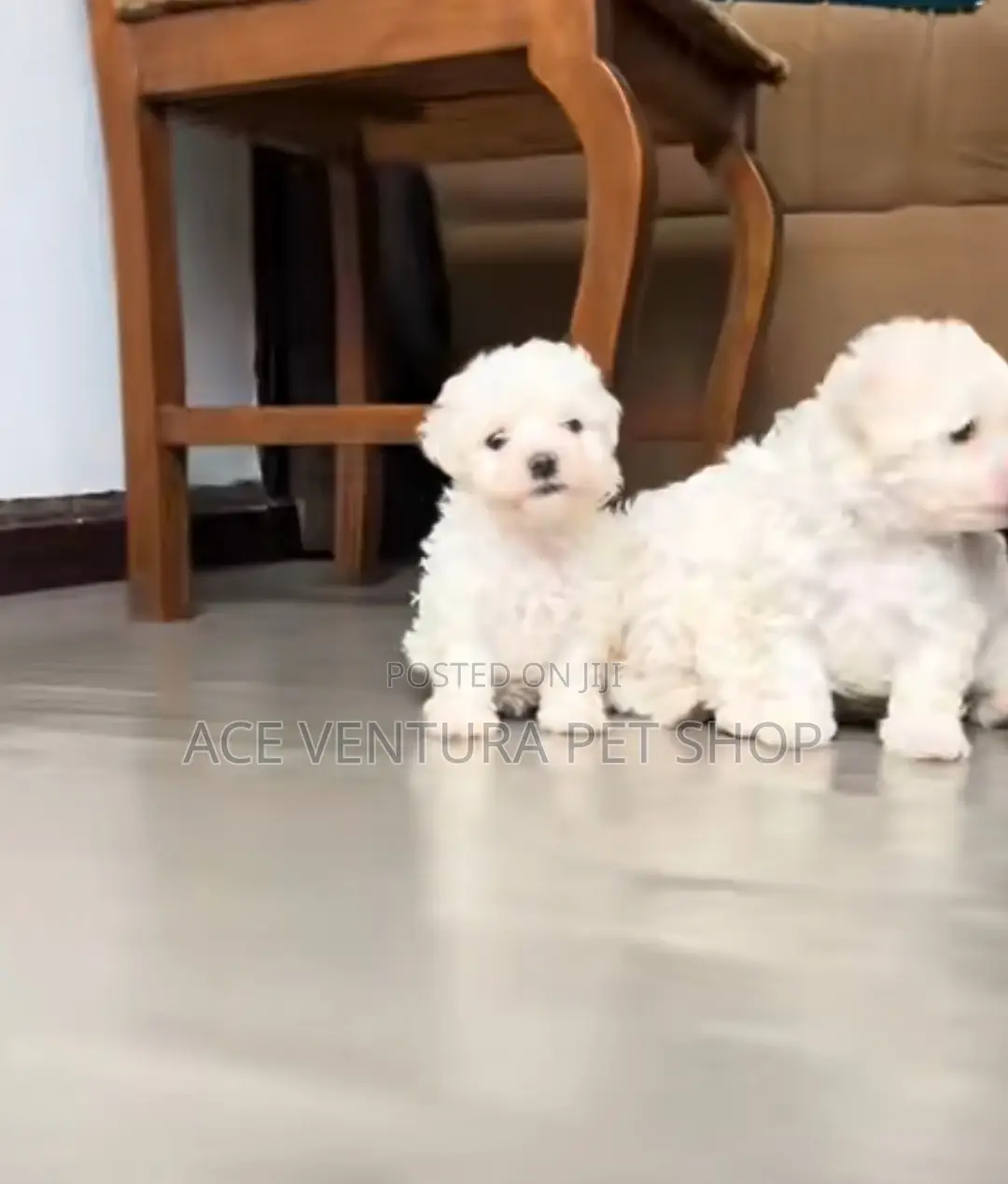 1-3 months Male Purebred Maltese