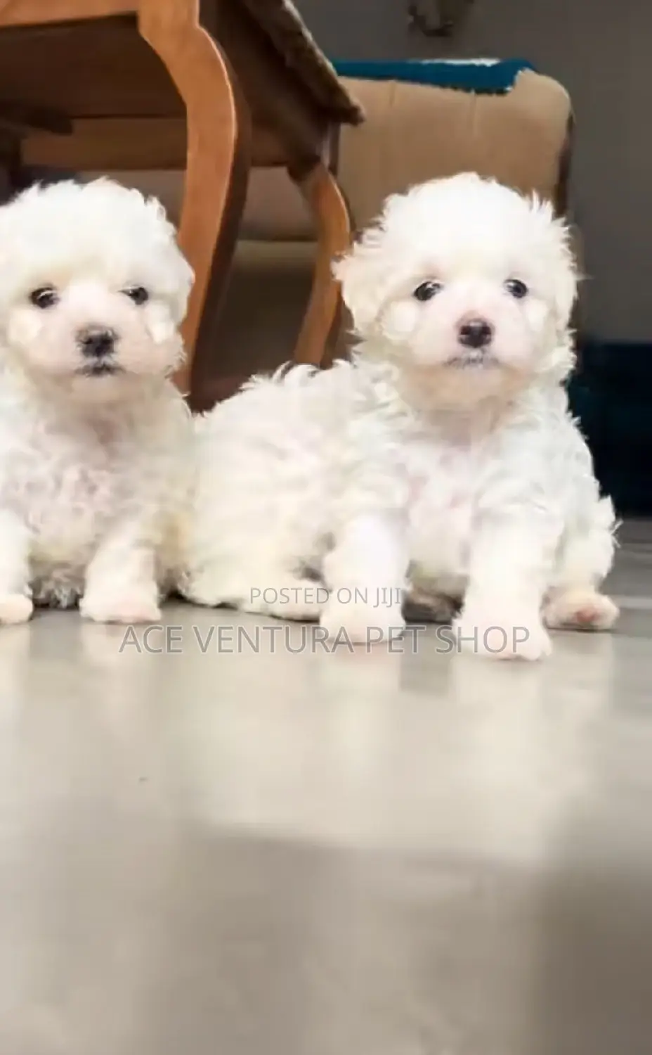1-3 months Male Purebred Maltese