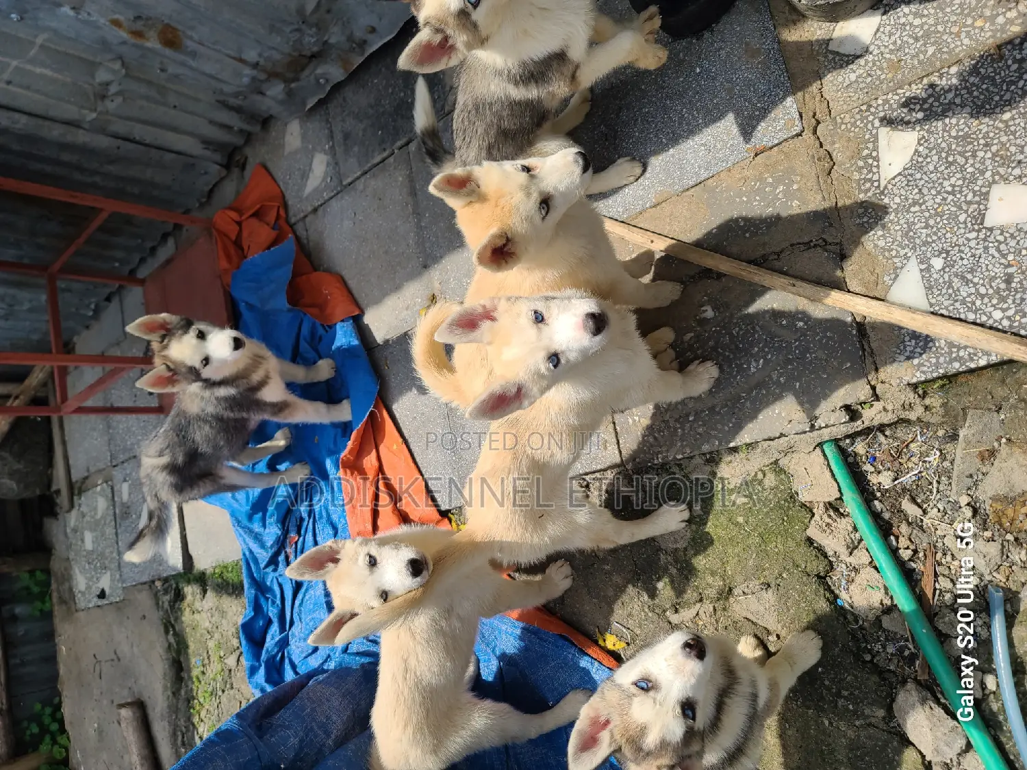 3-6 months Male Purebred Siberian Husky