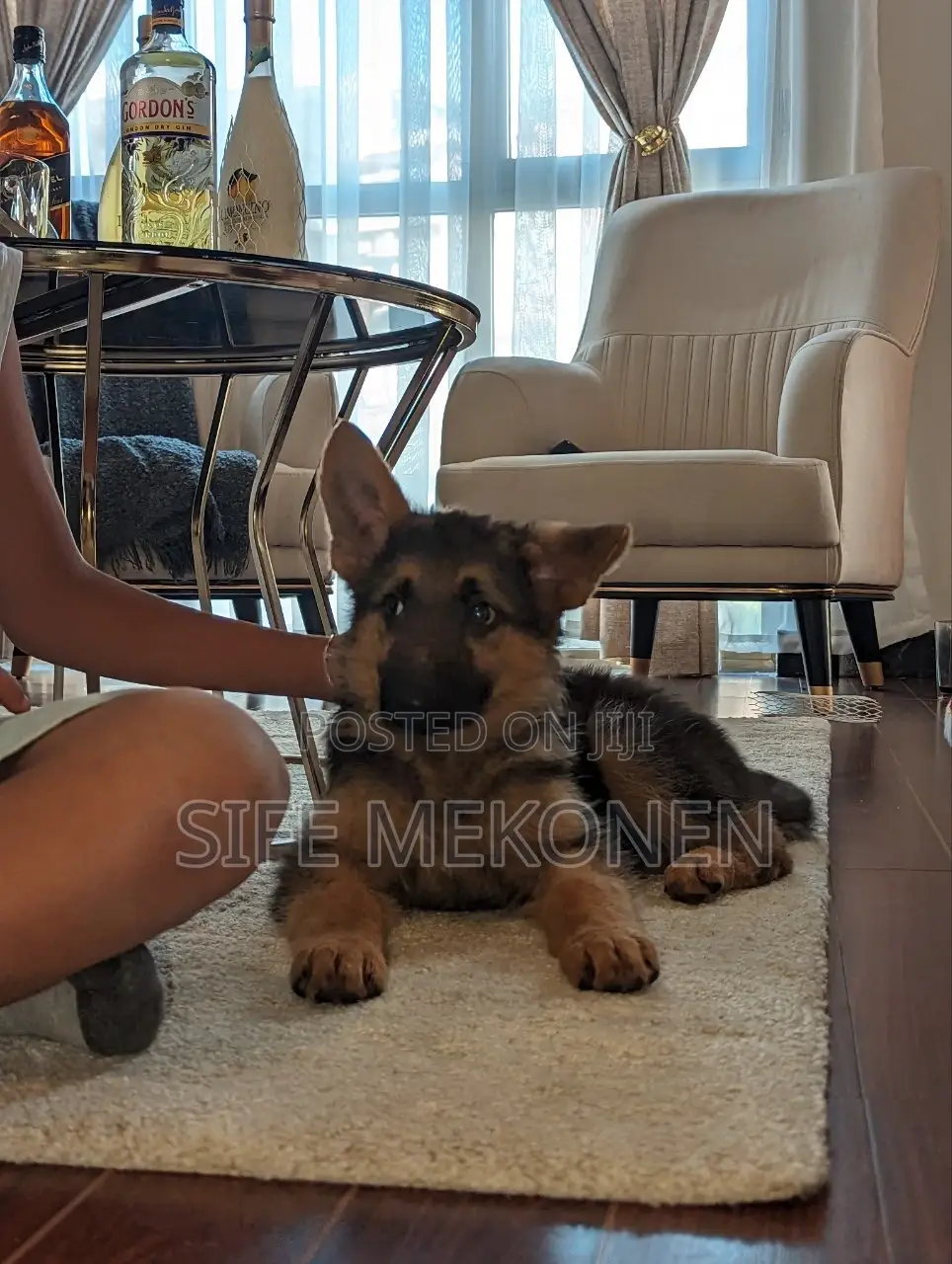 1-3 months Male Purebred German Shepherd
