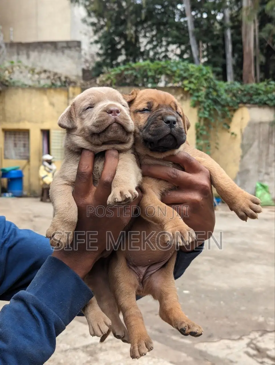 1-3 months Male Purebred American Pit Bull Terrier