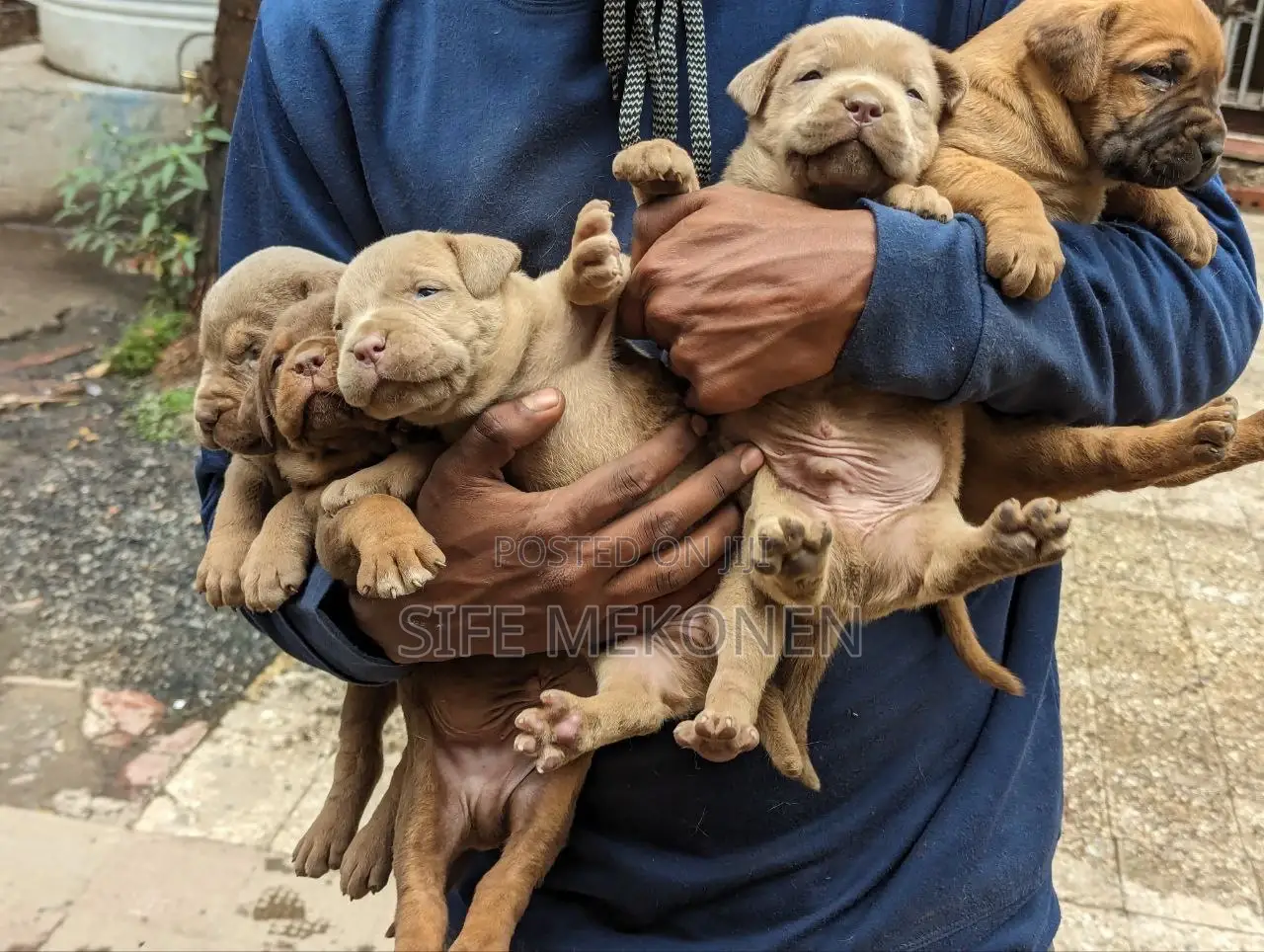 1-3 months Male Purebred American Pit Bull Terrier