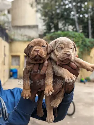 1-3 months Male Purebred American Pit Bull Terrier