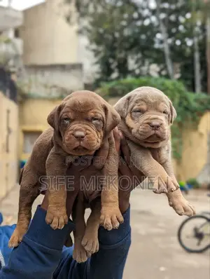 Photo - 1-3 months Male Purebred American Pit Bull Terrier