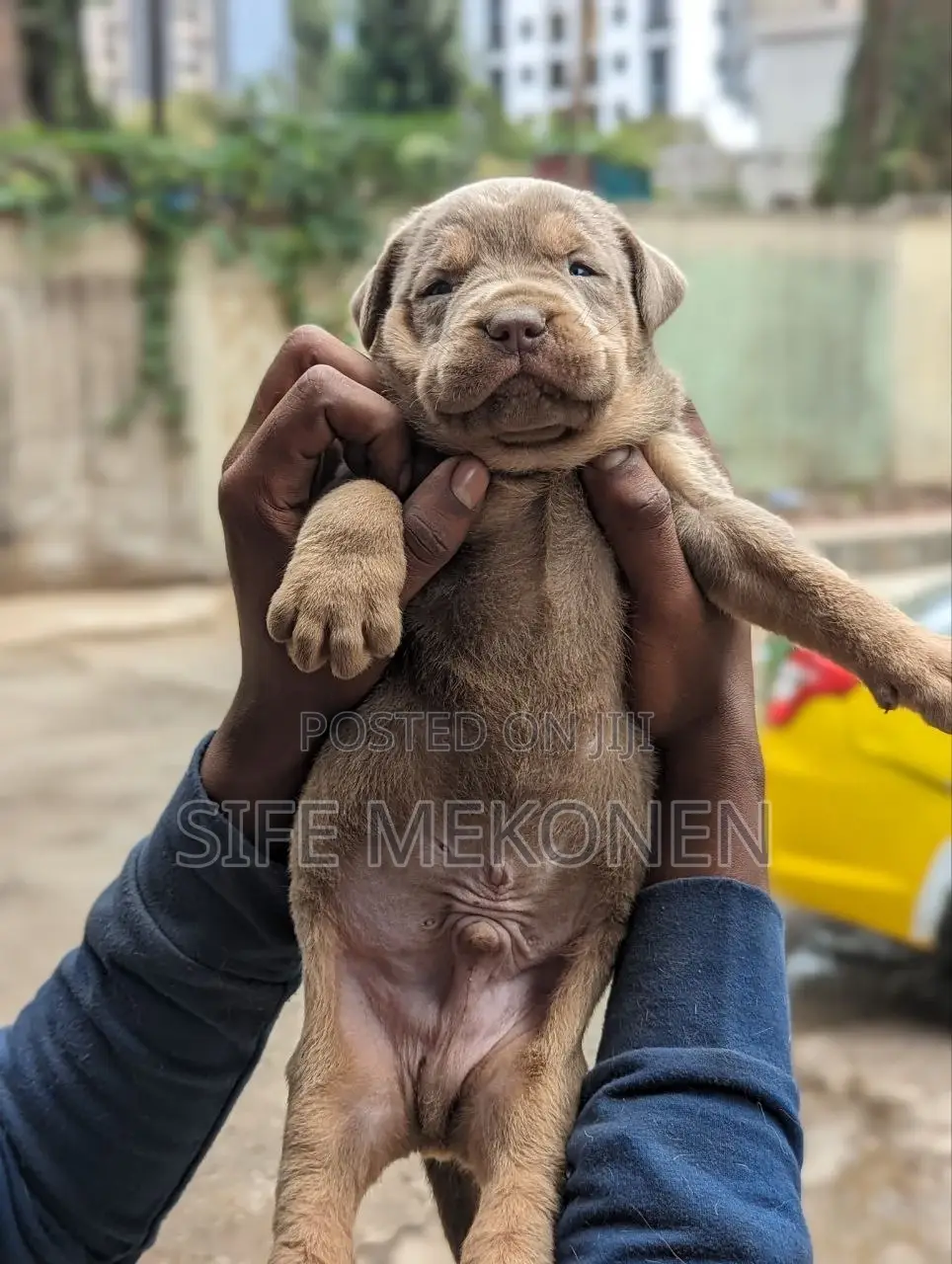 1-3 months Male Purebred American Pit Bull Terrier