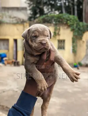 1-3 months Male Purebred American Pit Bull Terrier