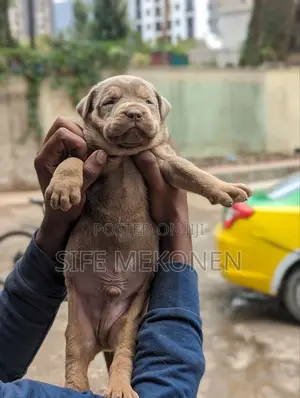 Photo - 1-3 months Male Purebred American Pit Bull Terrier
