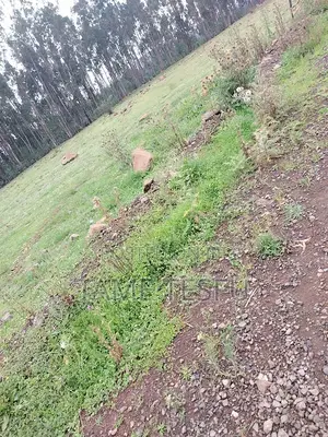 1bdrm House in Kotobe, Yeka for rent