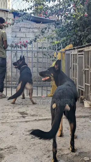 1-3 months Male Purebred German Shepherd