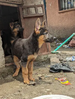 1-3 months Male Purebred German Shepherd