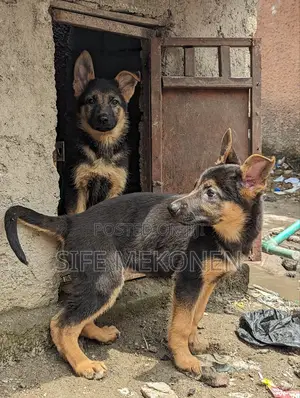 Photo - 1-3 months Male Purebred German Shepherd