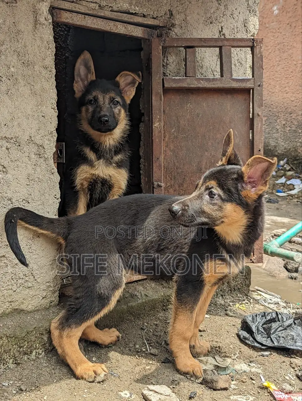 1-3 months Male Purebred German Shepherd