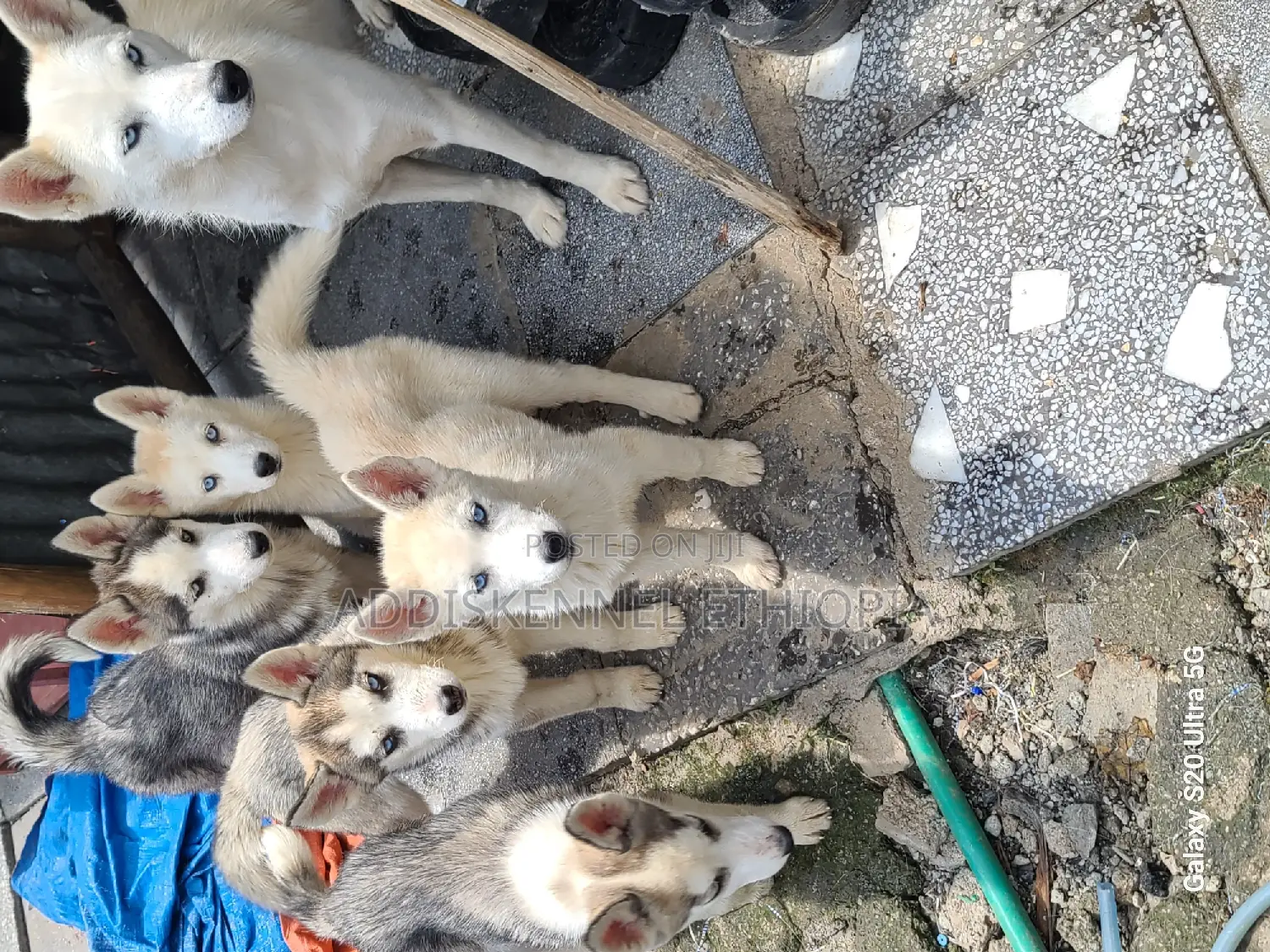 3-6 months Female Purebred Siberian Husky