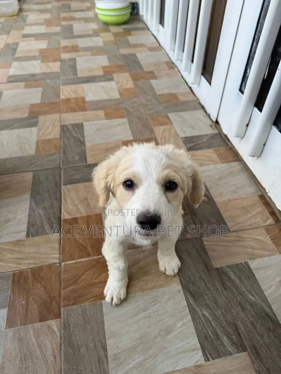 1-3 months Male Purebred Maltese