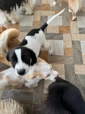 1-3 months Male Purebred Maltese