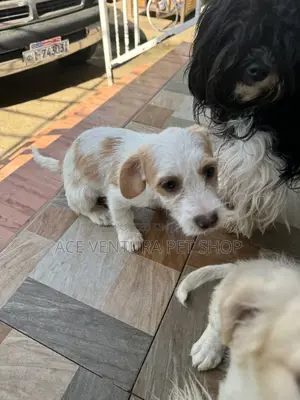 1-3 months Male Purebred Maltese