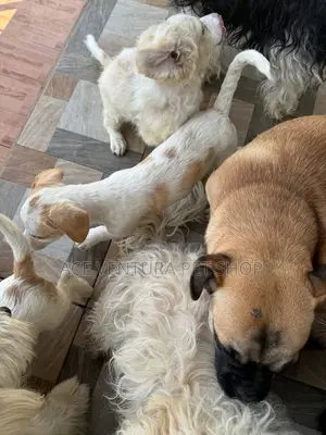 1-3 months Male Purebred Maltese