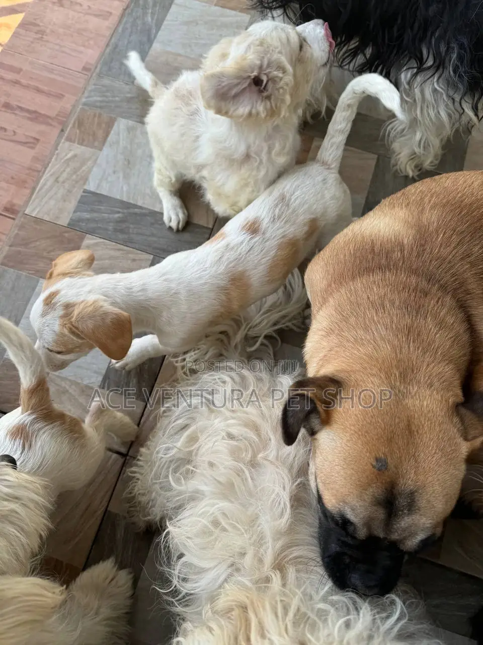 1-3 months Male Purebred Maltese