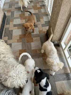 1-3 months Male Purebred Maltese