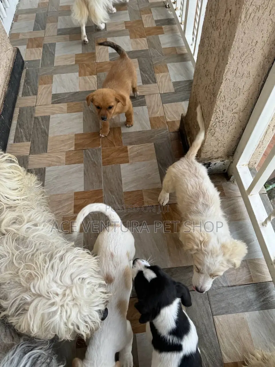 1-3 months Male Purebred Maltese