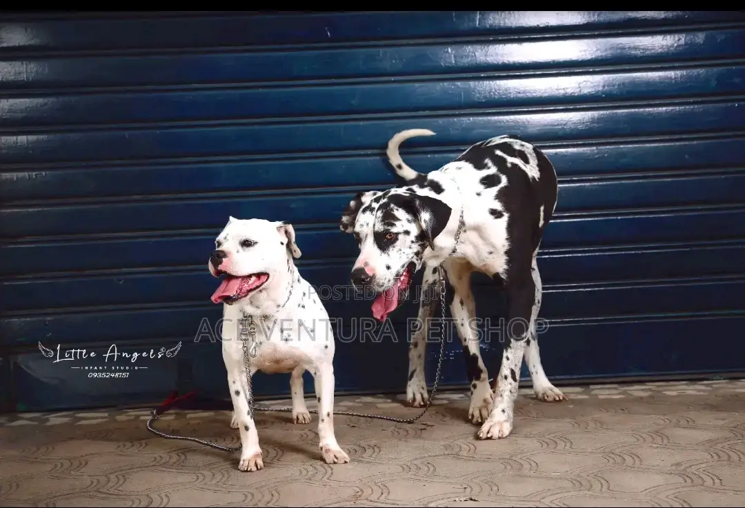 1-3 months Male Purebred American Pit Bull Terrier