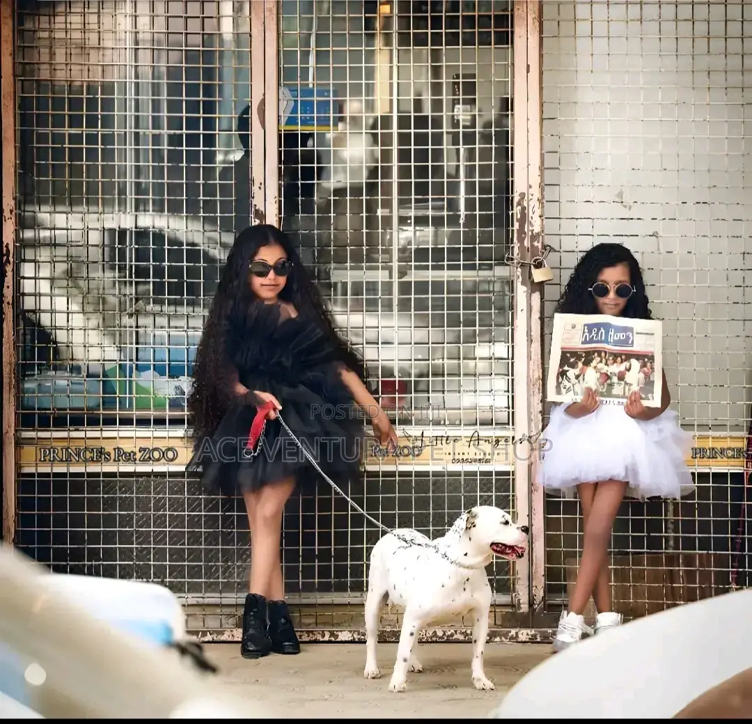 1-3 months Male Purebred American Pit Bull Terrier