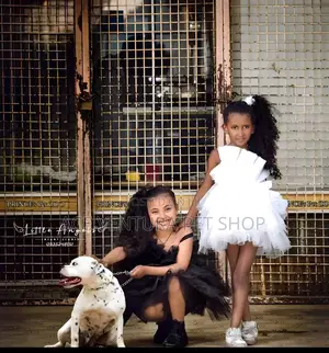 1-3 months Male Purebred American Pit Bull Terrier