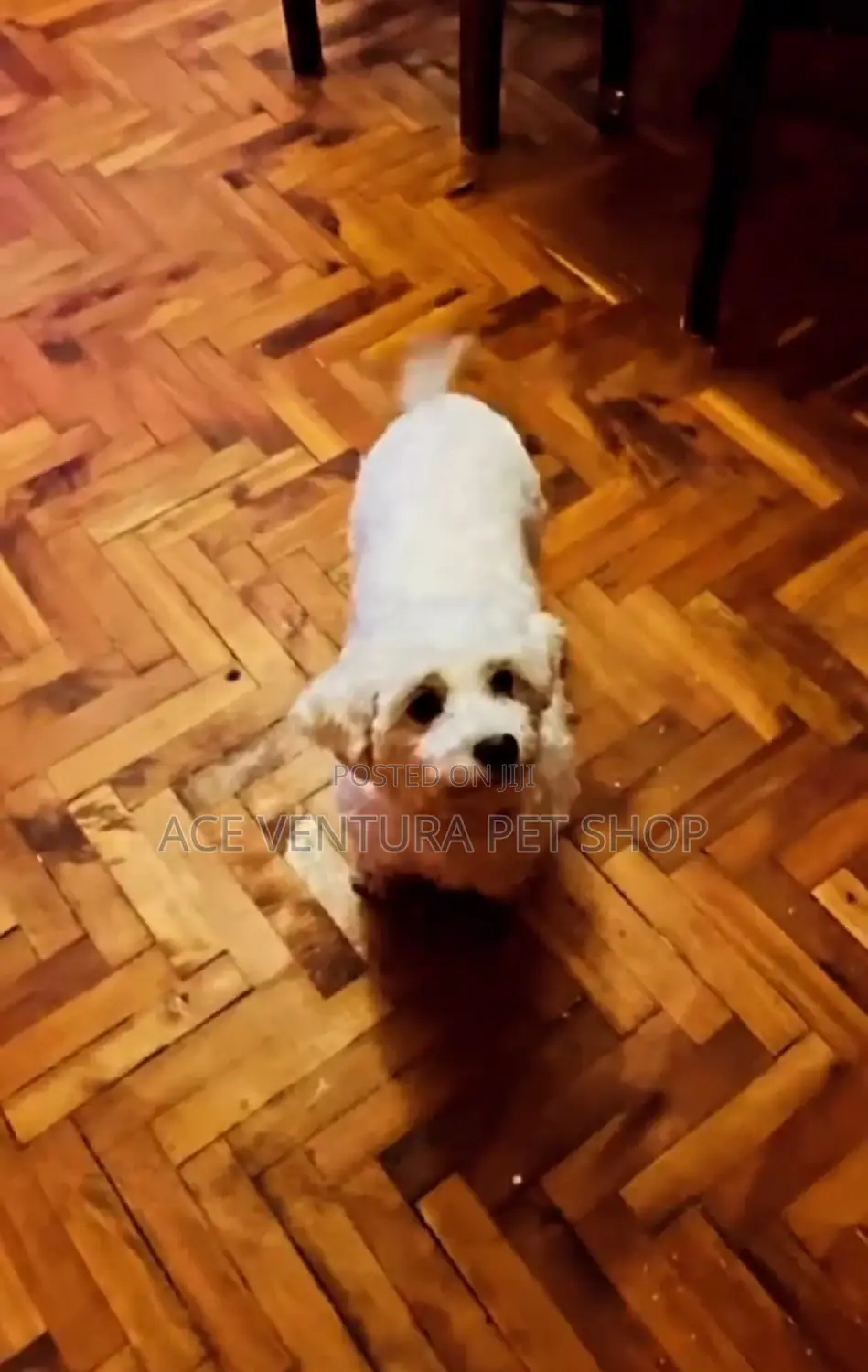1-3 months Male Purebred Maltese