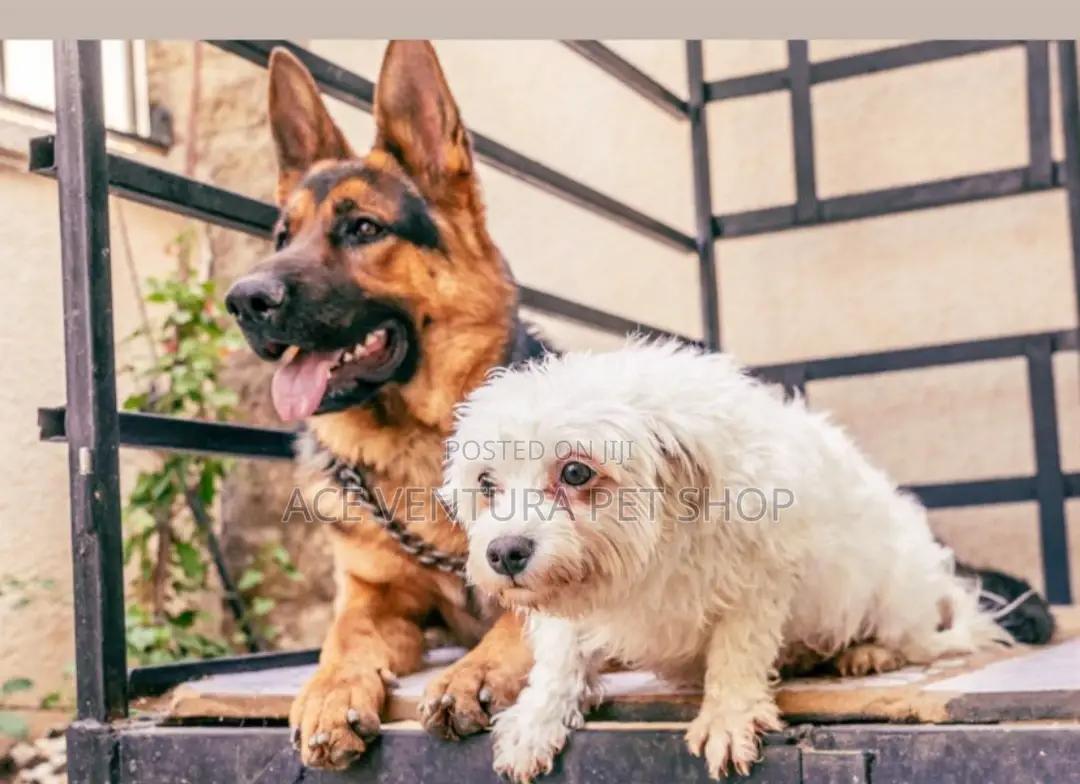 1-3 months Male Purebred Maltese