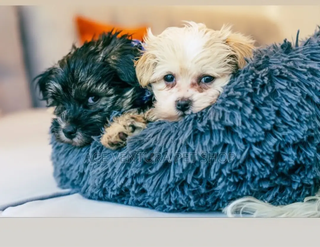1-3 months Male Purebred Maltese