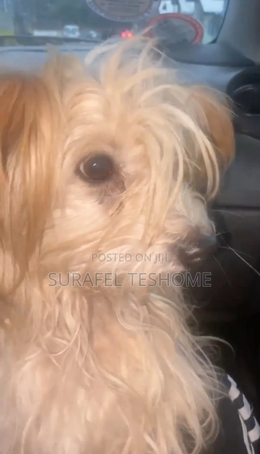 3-6 months Male Purebred Maltese