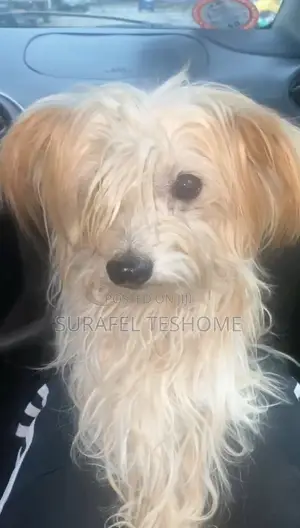 3-6 months Male Purebred Maltese
